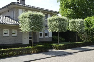 Pyrus salicifolia-chinesische Wildbirne mit Quader_alt