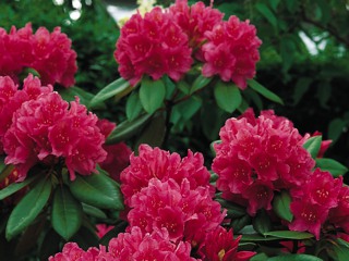 Rhododendron Hybriden_alt