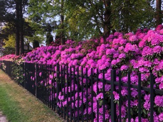 Rhododendron Hybriden in einer Parkanlage_alt