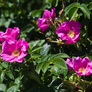 Rosa rugosa-Kartoffelrose_alt